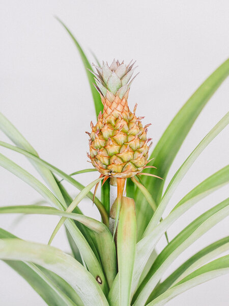 Pineapple Plant