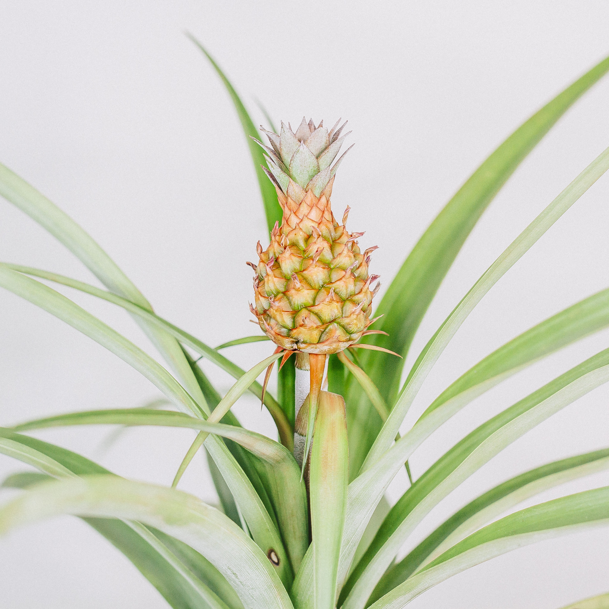 Pineapple Plant