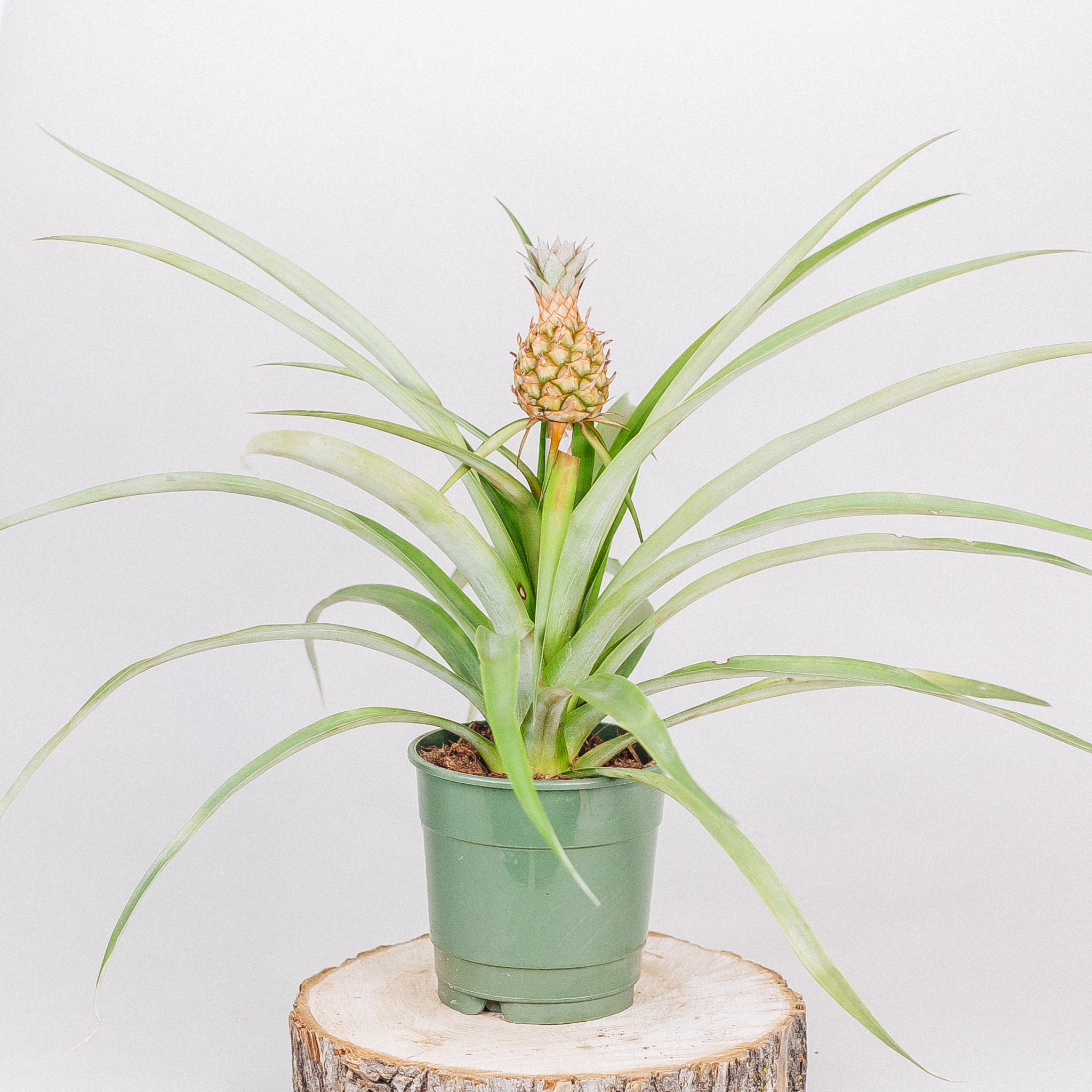 Pineapple Plant