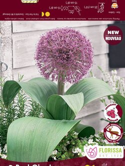 Florissa Allium Red Giant Bulb