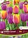 Florissa Tulip Tahitian Sunset Bulb