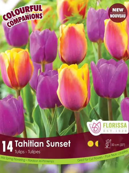 Florissa Tulip Tahitian Sunset Bulb