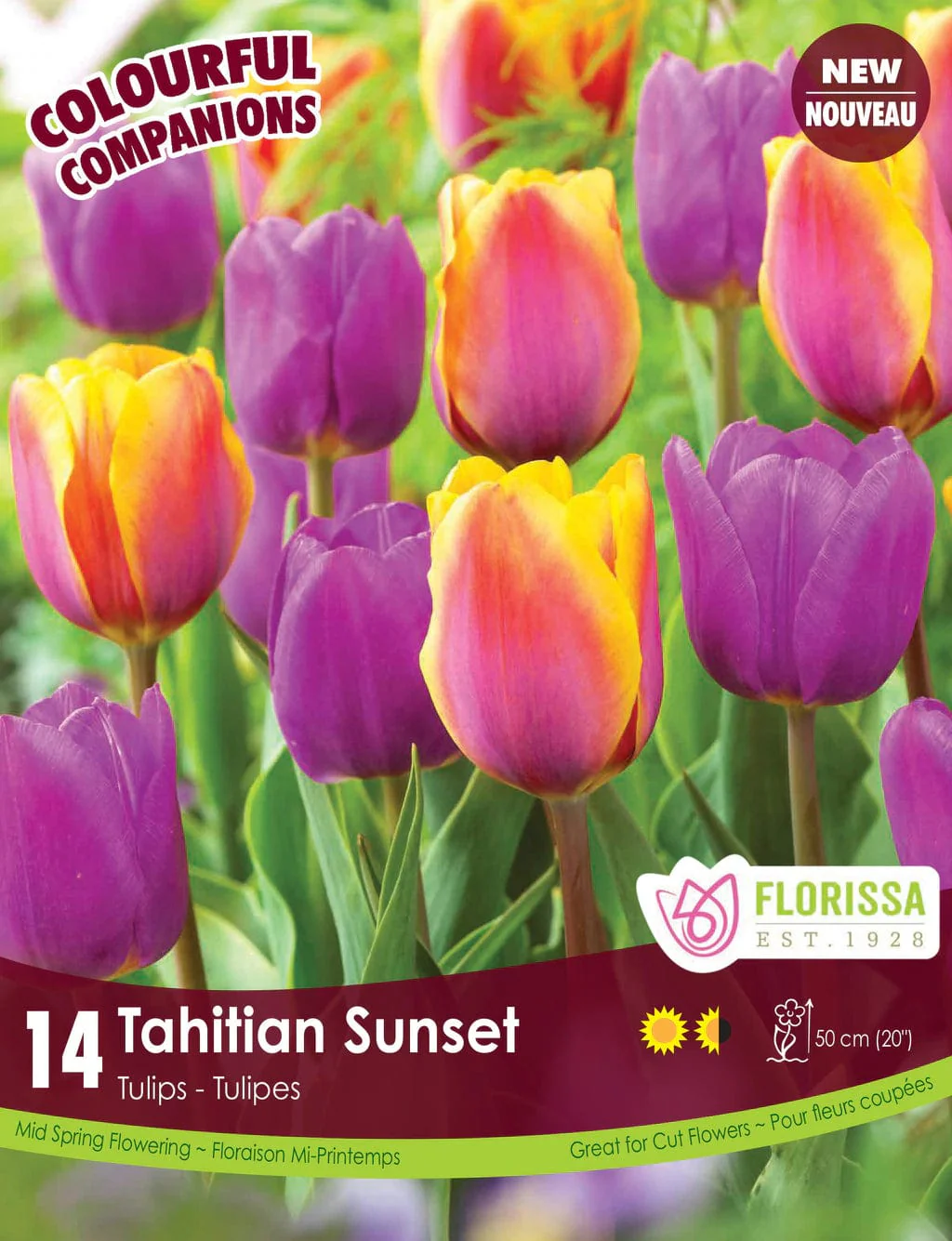 Florissa Tulip Tahitian Sunset Bulb