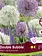 Florissa Allium Double Bubble Bulb