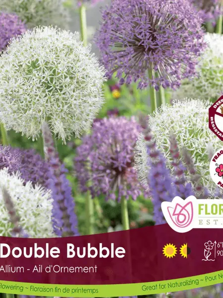Florissa Allium Double Bubble Bulb