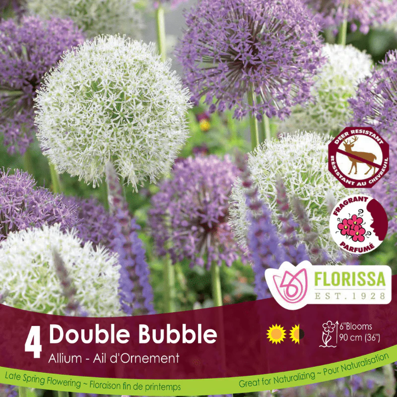 Florissa Allium Double Bubble Bulb
