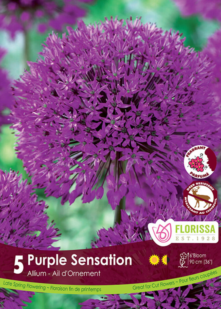 Florissa Allium Purple Sensation Bulb