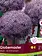 Florissa Allium Globemaster Tops Bulb