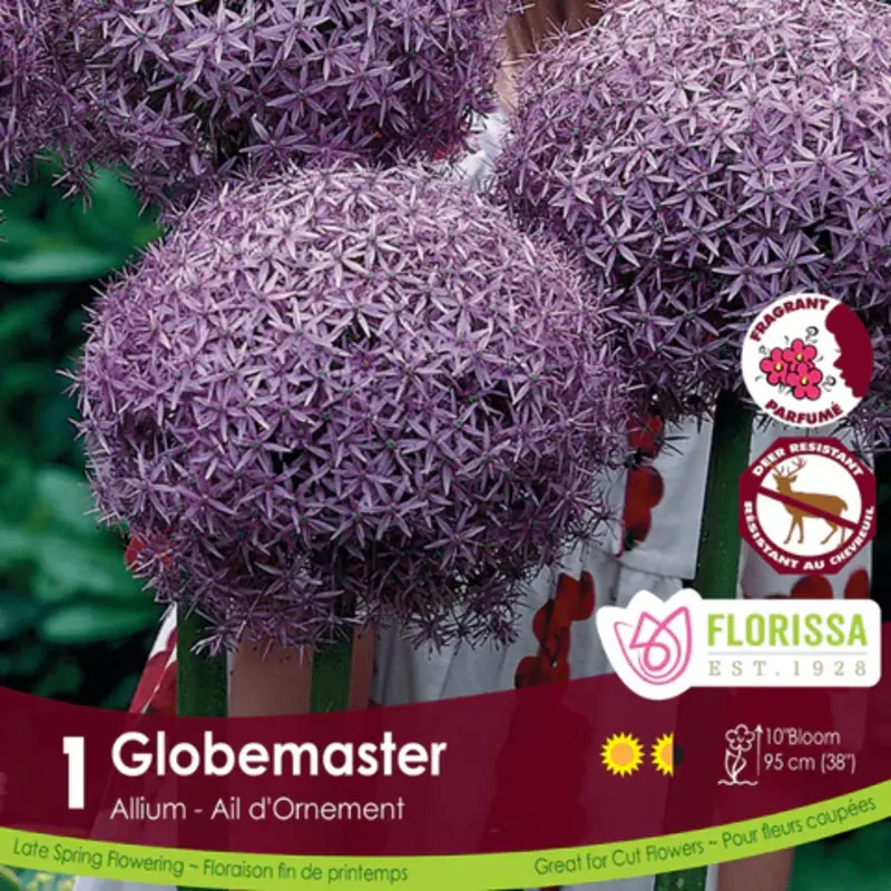 Florissa Allium Globemaster Tops Bulb