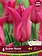Florissa Tulip Queen Rania Bulb