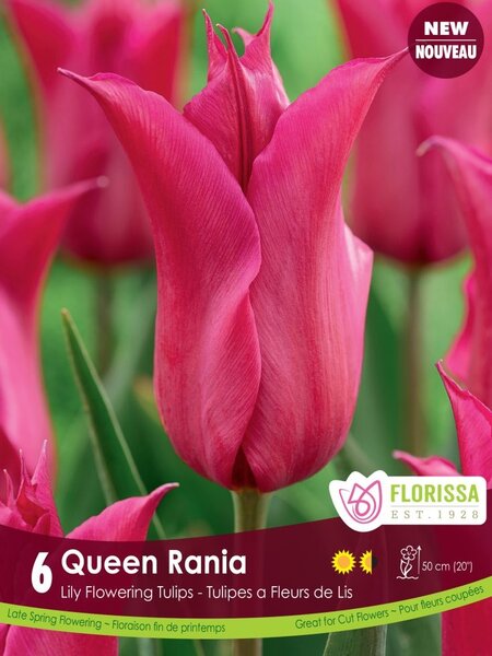 Florissa Tulip Queen Rania Bulb