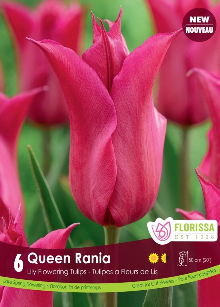 Florissa Tulip Queen Rania Bulb