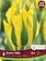 Florissa Tulip Green Mile Bulb