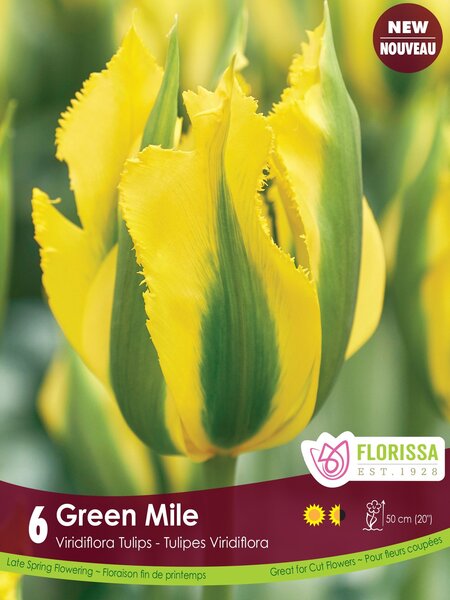 Florissa Tulip Green Mile Bulb
