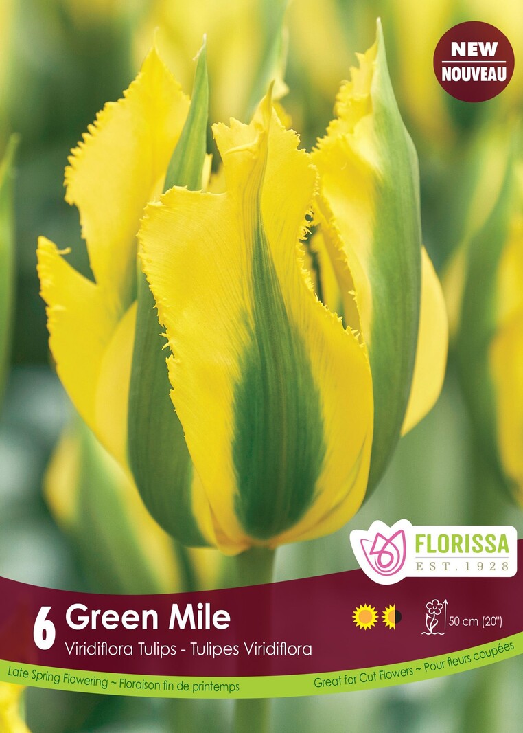 Florissa Tulip Green Mile Bulb