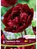 Florissa Tulip Double Peony Cranberry Kiss Bulb