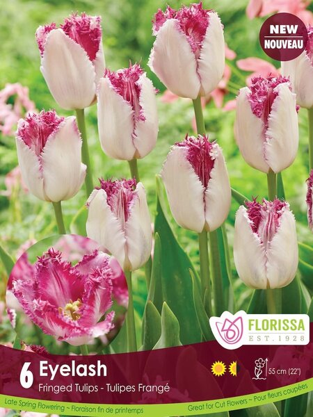 Florissa Tulip Fringed Eyelash Bulb