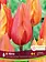 Florissa Tulip El Nino Bulb