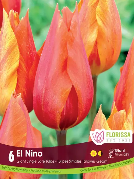 Florissa Tulip El Nino Bulb