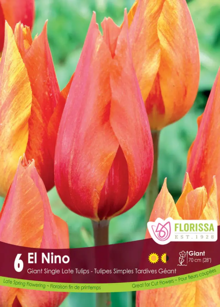 Florissa Tulip El Nino Bulb