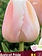 Florissa Tulip Apricot Pride Bulb