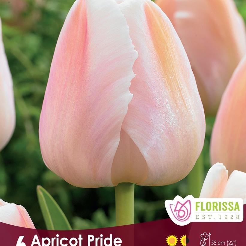 Florissa Tulip Apricot Pride Bulb