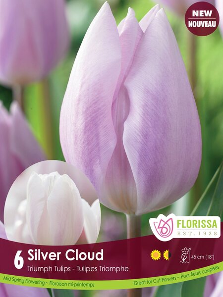 Florissa Tulip Silver Cloud Bulb