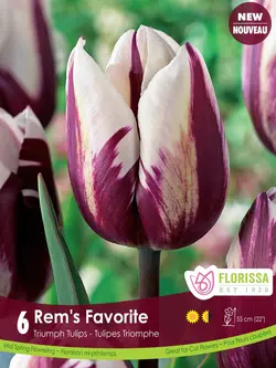 Florissa Tulip Rem's Favorite Bulb