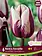 Florissa Tulip Rem's Favorite Bulb