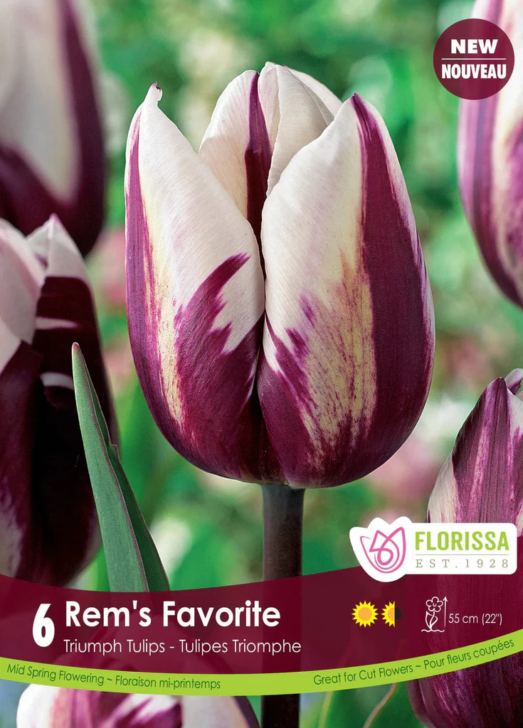 Florissa Tulip Rem's Favorite Bulb