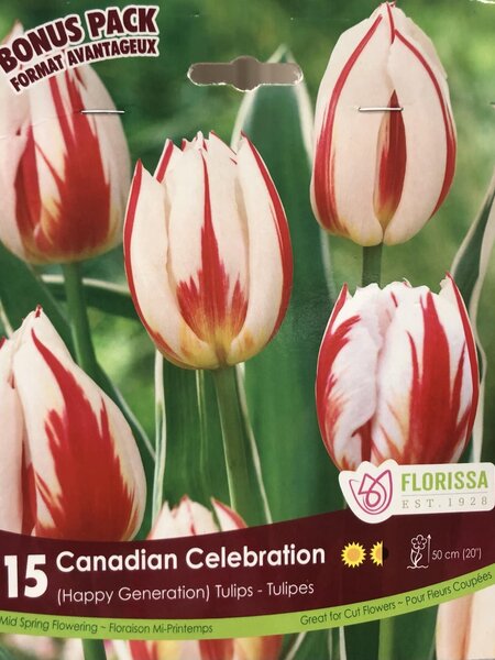 Florissa Tulip Canadian Celebration Bulb