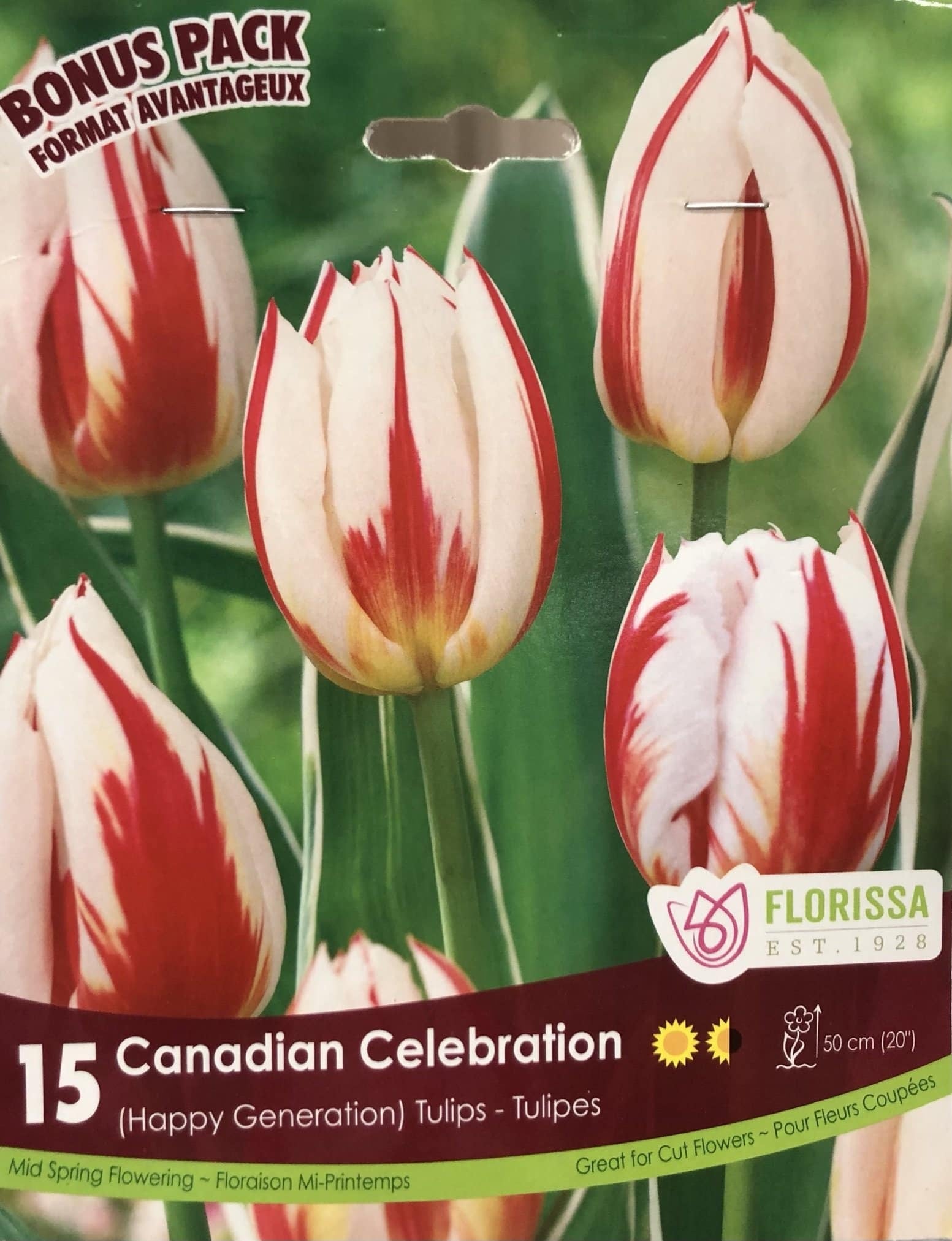 Florissa Tulip Canadian Celebration Bulb