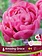 Florissa Tulip Amazing Grace Bulb