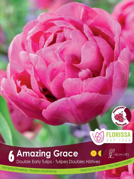 Florissa Tulip Amazing Grace Bulb