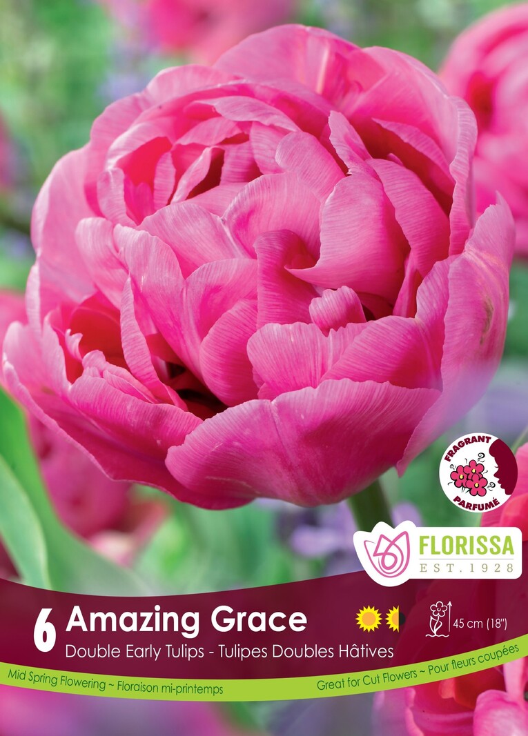 Florissa Tulip Amazing Grace Bulb