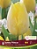 Florissa Tulip Sunny Prince Bulb