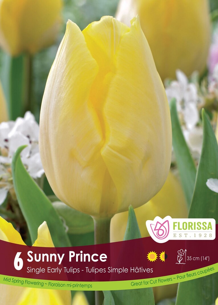 Florissa Tulip Sunny Prince Bulb