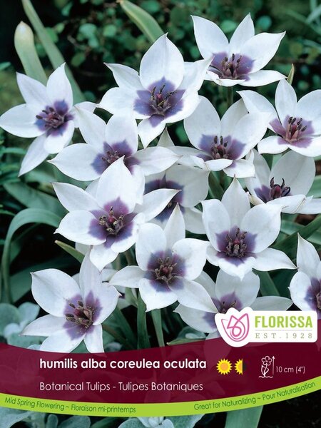 Florissa Tulip Alba Coreulea Oculata Bulb