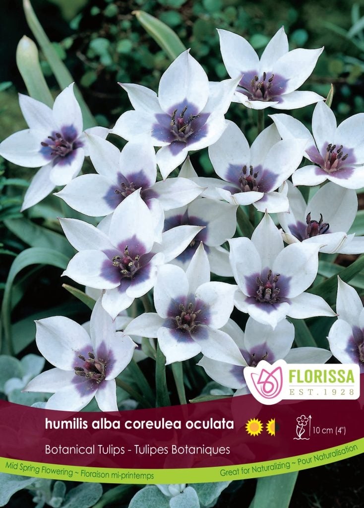 Florissa Tulip Alba Coreulea Oculata Bulb