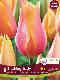 Florissa Tulip Blushing Lady Bulb