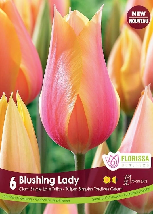 Florissa Tulip Blushing Lady Bulb