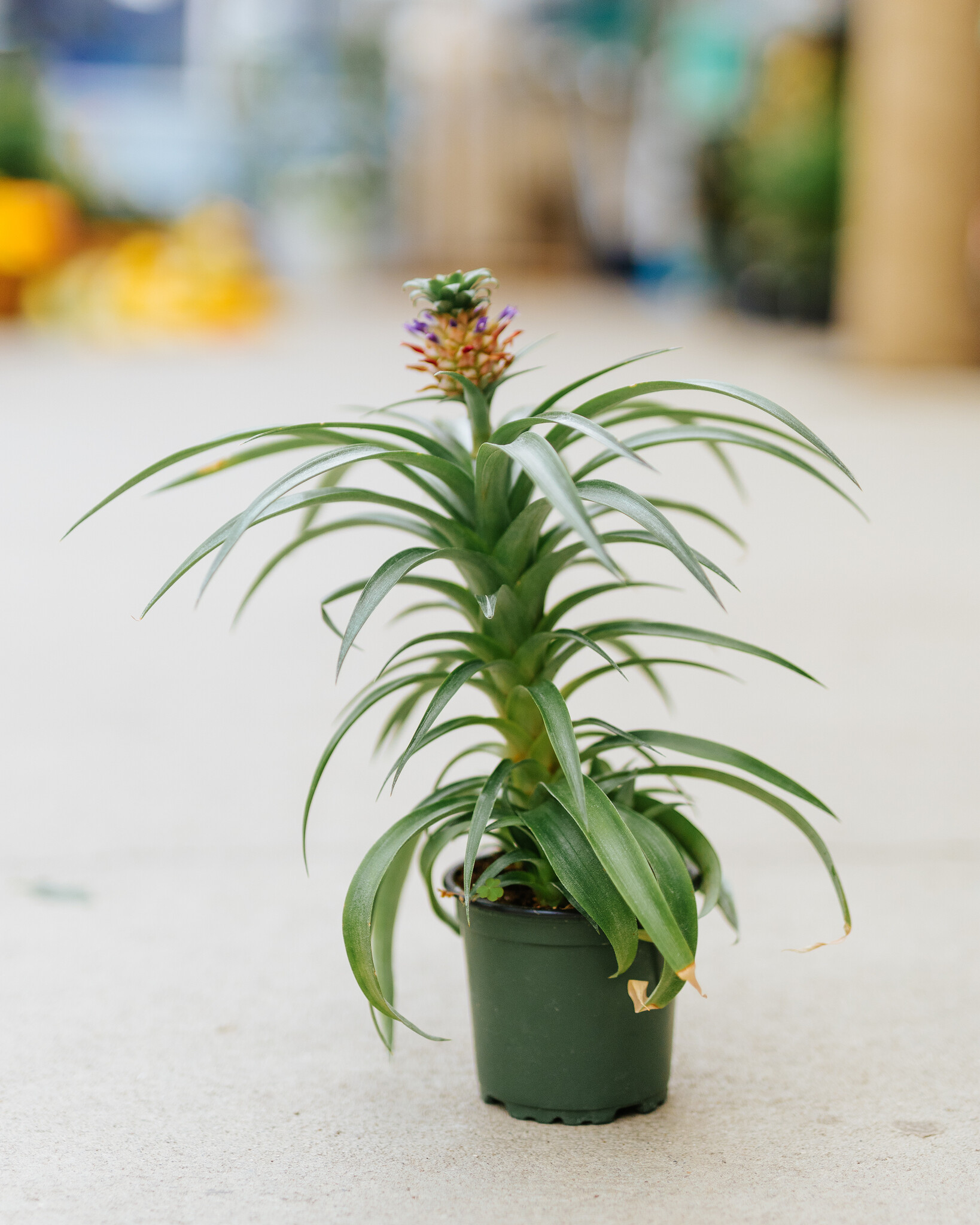 Pineapple Plant