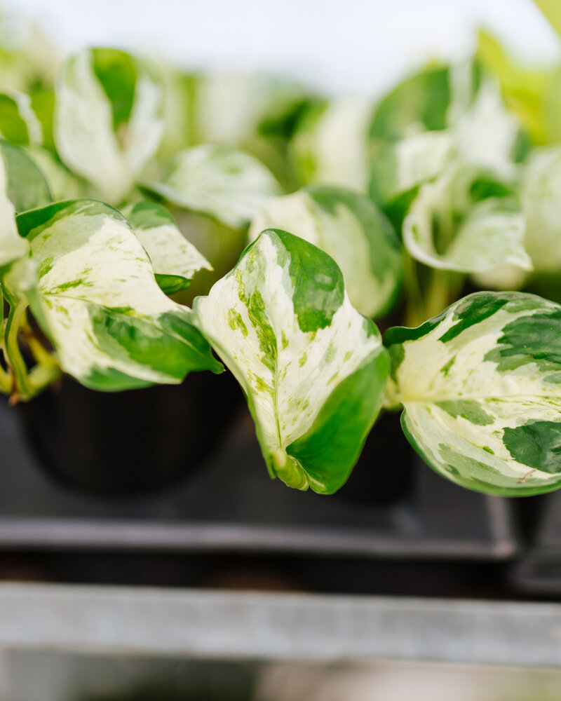 Pothos Manjula 4"