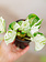 Pothos Manjula 4"