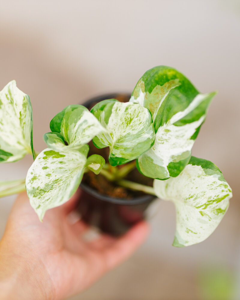 Pothos Manjula 4"
