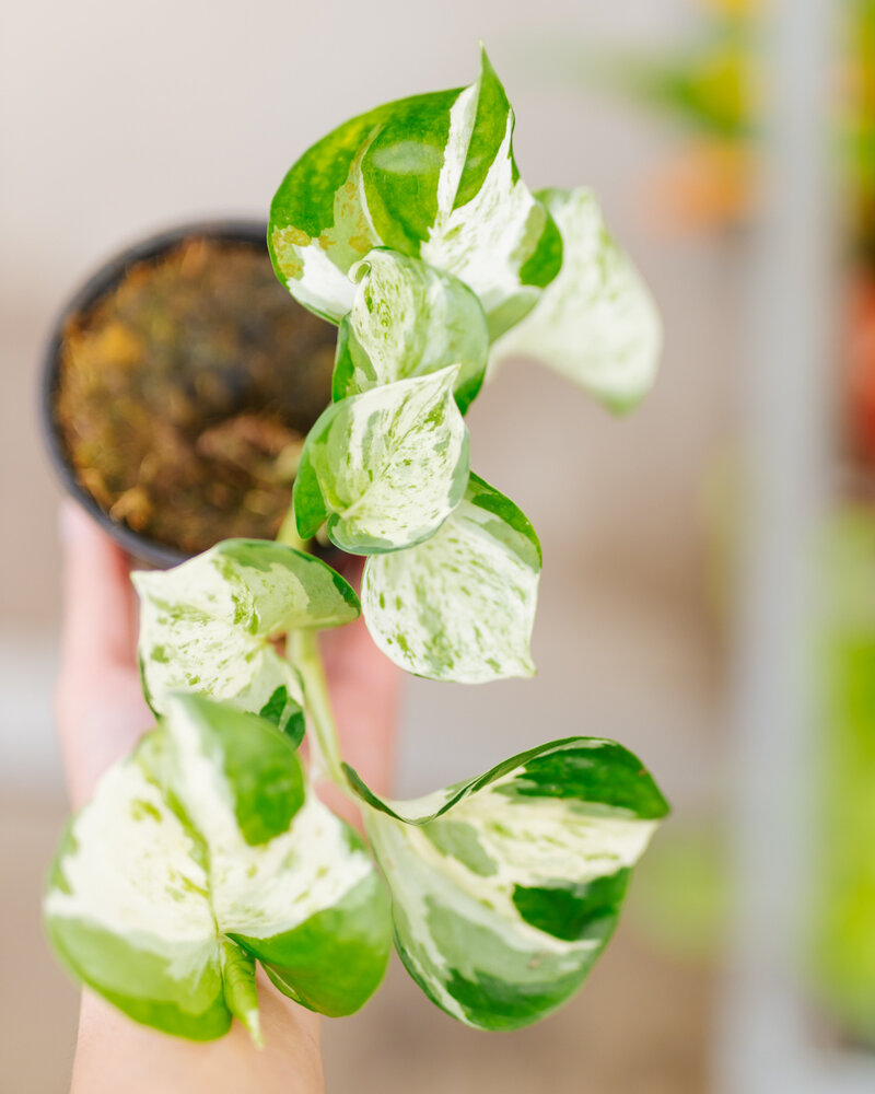 Pothos Manjula 4"
