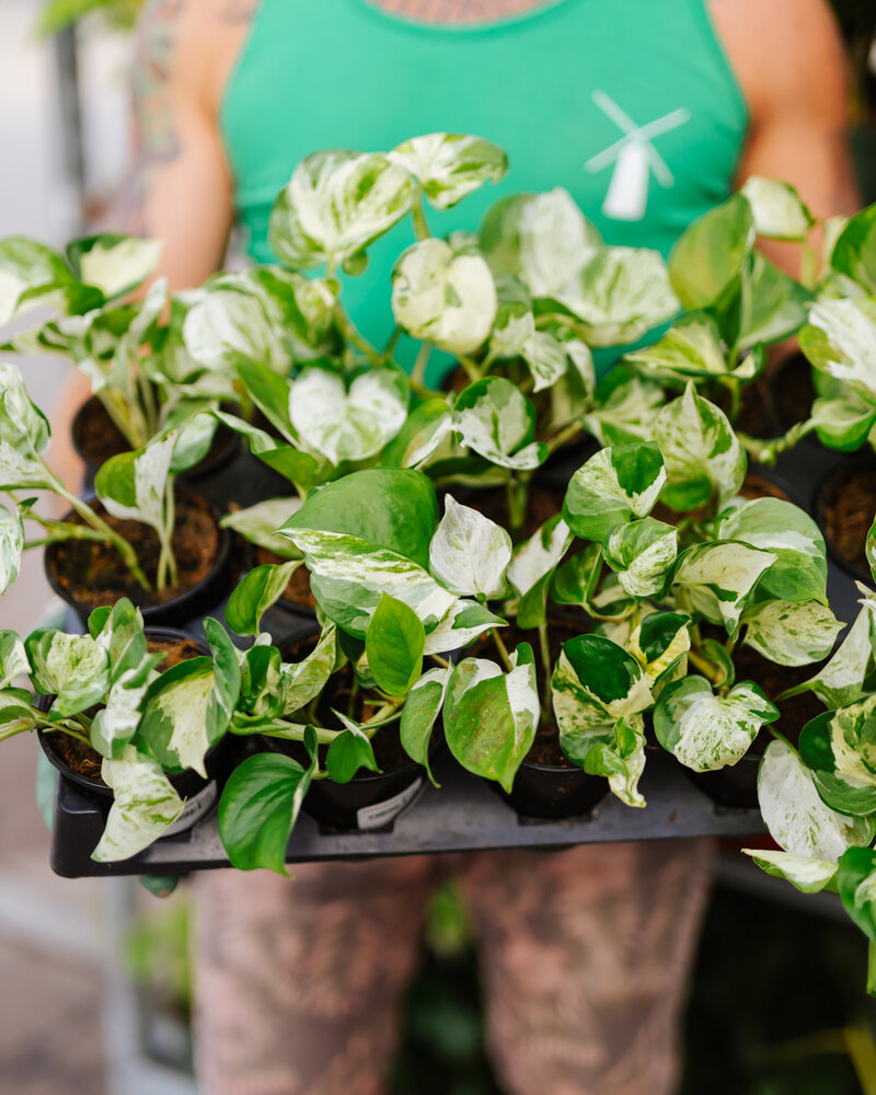 Pothos Manjula 4"