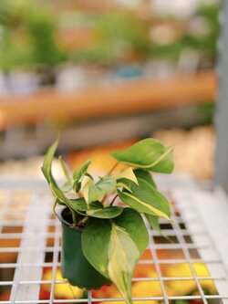 Philodendron Brazil