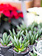 Snake Plant Hedgehog 4"