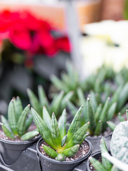 Snake Plant Hedgehog 4"